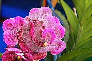 Pink vanda orchid blooming