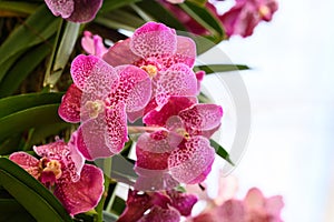 Pink Vanda orchid flower blossom in garden