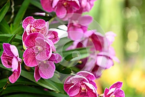 Pink Vanda orchid flower blossom in garden