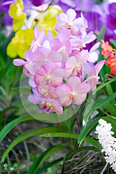Pink vanda Orchids of Thailand