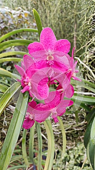 Pink vanda orchild flower and plant