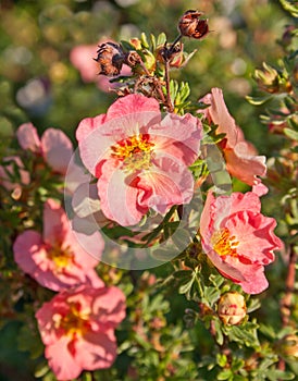 Pink variation  Flowers, name Potentilla fruticosa.