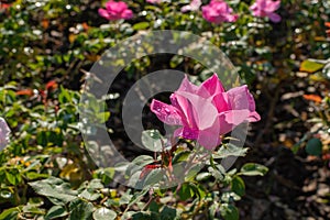 Pink variety Moje Hammarberg florida in a garden