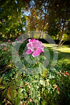 Pink variety Moje Hammarberg florida in a garden