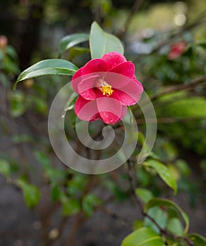 Pink variety Moje Hammarberg florida in a garden