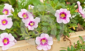 pink vein trumpet flower in a tropical, glazed  garden pot