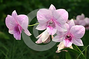 Pink veined dendrobium orchids