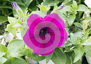 A pink veined petunia