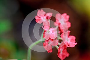 Pink Verbena