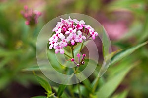 Pink Verbena ,disambiguation flower isolate in spring summer photo