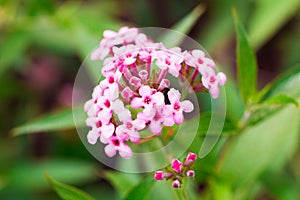 Pink Verbena ,disambiguation flower isolate in spring summer