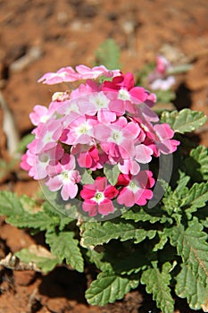 Pink Verbena Flowers