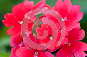 Pink verbena flowers, close up