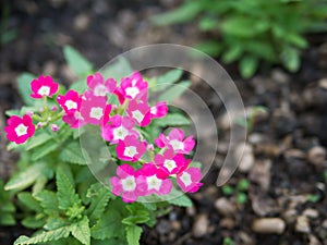 Pink verbena hybrida blossom flower.