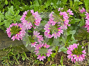 Pink Verbena Hybrida, Garden Hybrida, Verbena hortensis Hort. Verbenacea, Verbena. photo