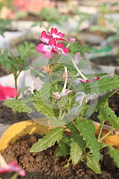 pink Verbena x hybrida flower plant photo