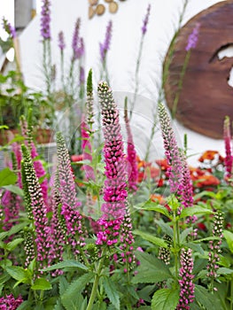 Pink Veronica linariifolia, Veronica incana.