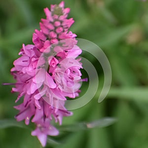 Pink Veronica Speedwell Flowers Blooming photo