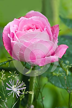 Pink and very fragrant rose