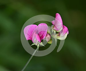 Pink vetchling blossoms isolated on green