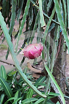 Pink Vietnamese fruit