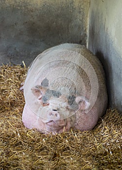 Pink Vietnamese potbellied pig Sus scrofa domesticus sleeps on straw