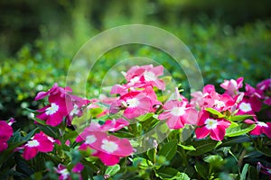 Pink Vinca