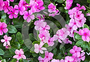 Pink vinca flower blooming