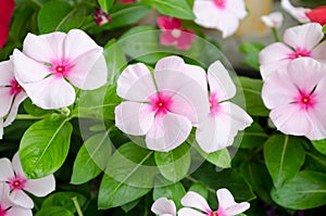 Pink Vinca flower (Madagascar periwinkle)
