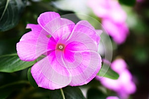 Pink Vinca Rose Suround by Leafs