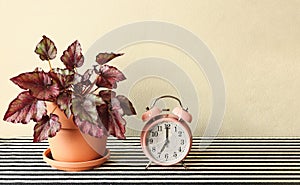 Pink vintage alarm clock 7 o`clock and begonia plant pot  on table with black and white stripe table cloth