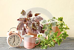 Pink vintage alarm clock 7 o`clock, pink coffee cup english ivy  and begonia plant pots  on table with black and white stripe