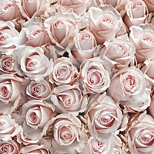 Pink vintage roses