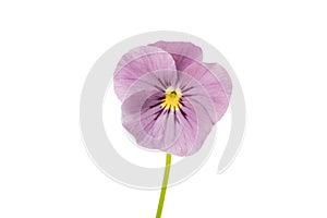 Pink Viola cornuta flower on white