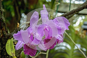 Pink and violet cattleya orchids