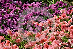 Pink, Violet Cluster of Azalea Flowers