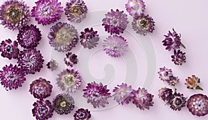 Pink and violet flower heads of everlasting flowers strawflower