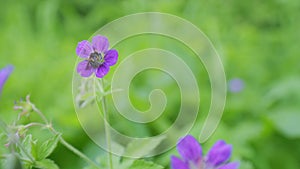 Pink violet flower in wild forest nature beauty flora green background. Slow motion.