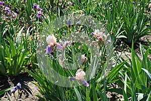 Pink and violet flowers of bearded irises