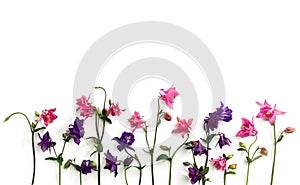 Pink and violet flowers columbine  Aquilegia vulgaris, granny`s bonnet  on a white background. Top view, flat lay
