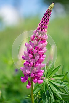 Pink or violet garden lupin (Lupinus polyphyllus) green meadow background