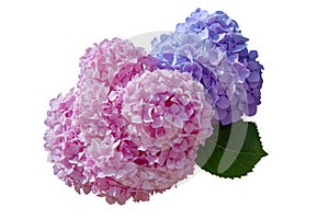 Pink and violet Hydrangea flower Hydrangea macrophylla  isolated on white background.