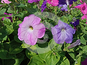 Pink and violet petunia flowers