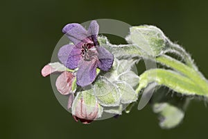 Pink violet wild flower - close-up