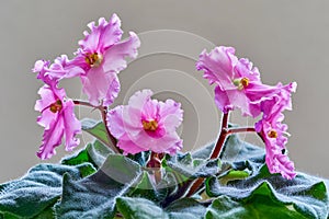 Pink violets on a clean and empty gray background