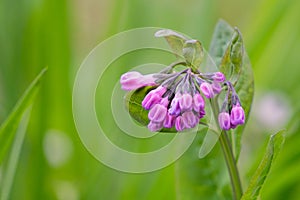 Pink Virginia bluebells buds cluster in early spring