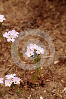 Pink Virginia spring beauty flower, Claytonia virginica