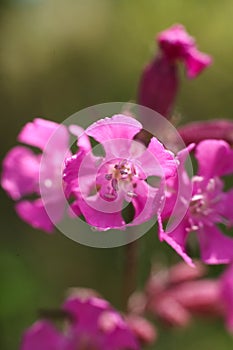 Pink Viscaria vulgaris, the sticky catchfly or clammy campion flower