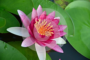 Pink vivid lotus