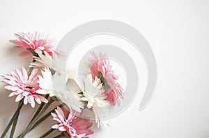 Pink and waite gerbera